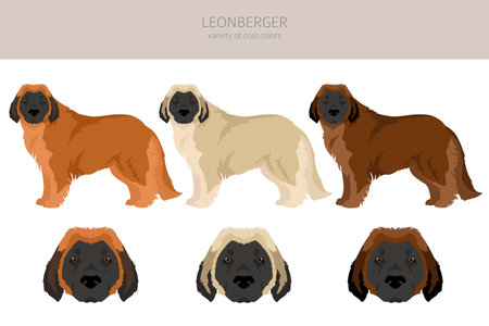 Leonberg clipart. Different poses, coat colors set. vector illustrationのイラスト素材