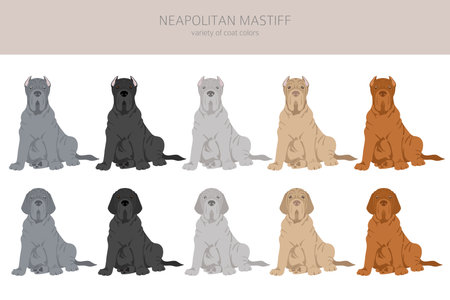 Neapolitan Mastiff, Mastino Neapolitano clipart. Different poses, coat colors set. vector illustrationのイラスト素材