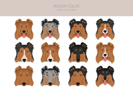 Rough collie clipart. Different poses, coat colors set. vector illustrationのイラスト素材