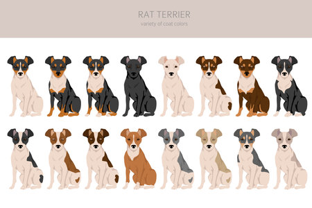 Rat terrier clipart. Different poses, coat colors set. vector illustrationのイラスト素材