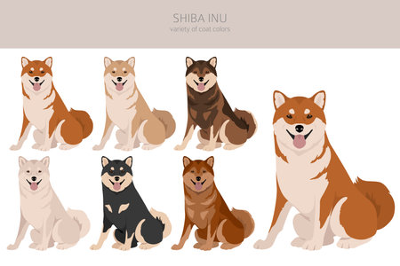 Shiba Inu, Japanese small size dog coat colors, different poses clipart. vector illustrationのイラスト素材