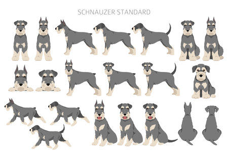Schnauzer Standard clipart. Different poses, coat colors set. vector illustrationのイラスト素材