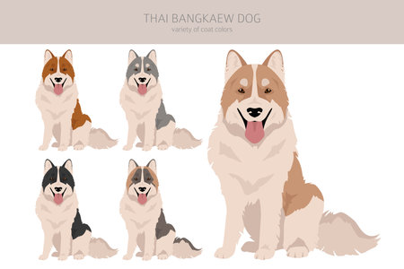 Thai Bangkaew dog clipart. All coat colors set. All dog breeds characteristics infographic. vector illustrationのイラスト素材