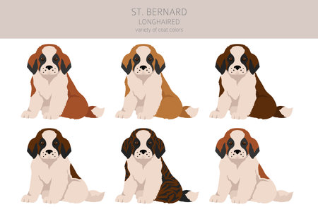 St Bernard puppy coat colors, different poses clipart. vector illustrationのイラスト素材