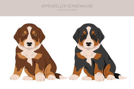 Appenzeller sennenhund puppy all colors clipart. Different coat colors and poses set. vector illustrationのイラスト素材