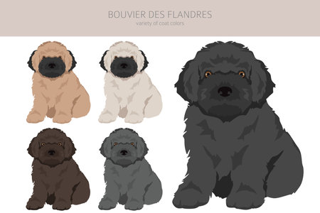 Bouvier des Flandres puppies clipart. Different coat colors and poses set. vector illustrationのイラスト素材