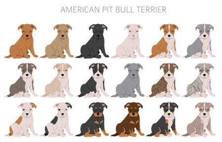 American pit bull terrier puppies clipart. Color varieties, infographic. vector illustrationのイラスト素材