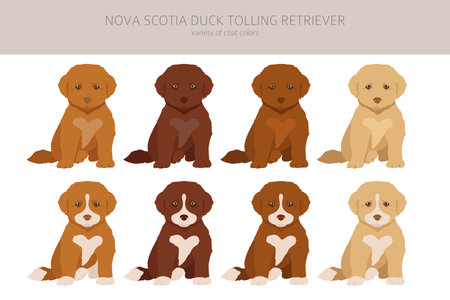 Nova Scotia duck tolling retriever puppies clipart. Different poses, coat colors set. vector illustrationのイラスト素材