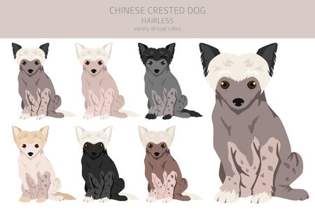 Chinese crested dog puppy hairless variety clipart. Different poses, coat colors set. vector illustrationのイラスト素材