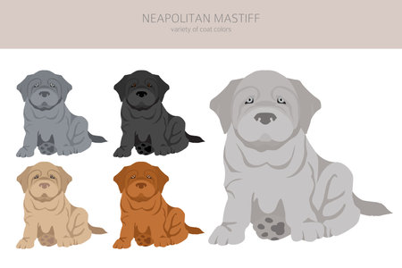 Neapolitan Mastiff, Mastino Neapolitano puppies clipart. Different poses, coat colors set. vector illustrationのイラスト素材