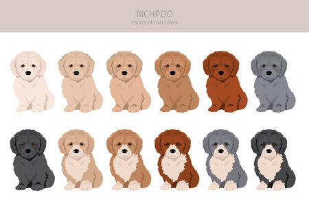 Bichpoo, Poochon clipart. Bichon Frise Poodle mix. Different coat colors set. vector illustrationのイラスト素材