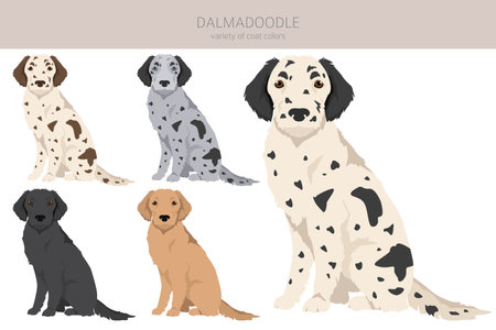 Dalmadoodle clipart. Dalmatian Poodle mix. Different coat colors set. vector illustrationのイラスト素材