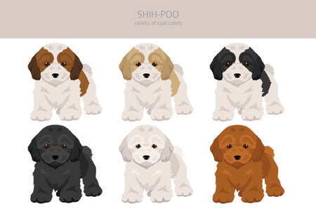 Shih-Poo clipart. Shih-Tzu Poodle mix. Different coat colors set. Vector illustrationのイラスト素材