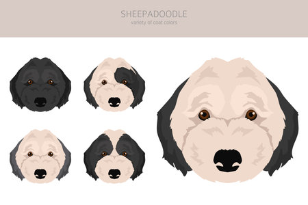 Sheepadoodle clipart. Old English Sheepdog Poodle mix. Different coat colors set. Vector illustrationのイラスト素材