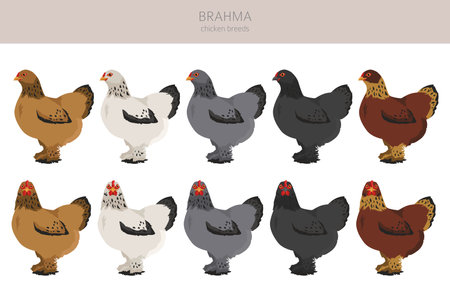 Brahma Chicken breeds clipart. Poultry and farm animals. Different colors set. Vector illustrationのイラスト素材
