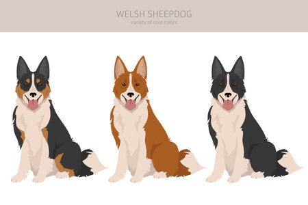 Welsh Sheepdog clipart. All coat colors set. All dog breeds characteristics infographic. Vector illustrationのイラスト素材