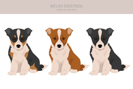 Welsh Sheepdog puppy clipart. All coat colors set. All dog breeds characteristics infographic. Vector illustrationのイラスト素材