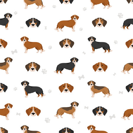 Westphalian dachsbracke seamless patternclipart. All coat colors set. All dog breeds characteristics infographic. Vector illustrationのイラスト素材