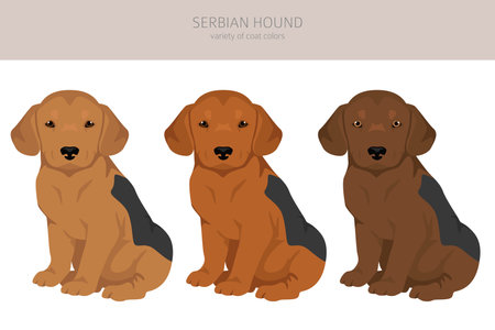 Serbian Hound puppies clipart. All coat colors set. All dog breeds characteristics infographic. Vector illustrationのイラスト素材
