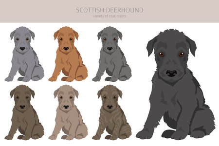 Scottish deerhound puppies clipart. Different poses, coat colors set. Vector illustrationのイラスト素材