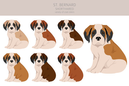 St Bernard shorthaired puppies coat colors, different poses clipart. Vector illustrationのイラスト素材