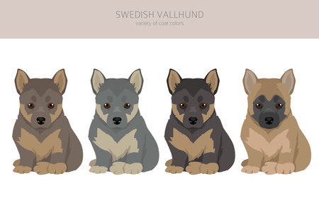 Swedish Vallhund puppies coat colors, different poses clipart. Vector illustrationのイラスト素材