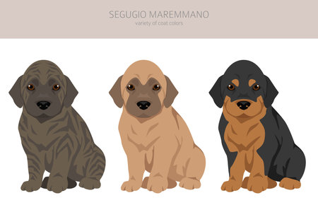 Segugio Maremmano puppies clipart. All coat colors set. All dog breeds characteristics infographic. Vector illustrationのイラスト素材