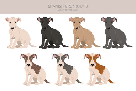 Spanish Greyhound puppies clipart. All coat colors set. All dog breeds characteristics infographic. Vector illustrationのイラスト素材