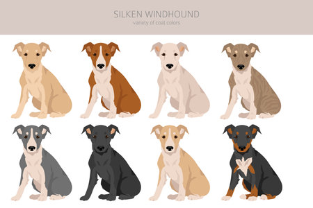 Silken Windhound puppies clipart. All coat colors set. All dog breeds characteristics infographic. Vector illustrationのイラスト素材