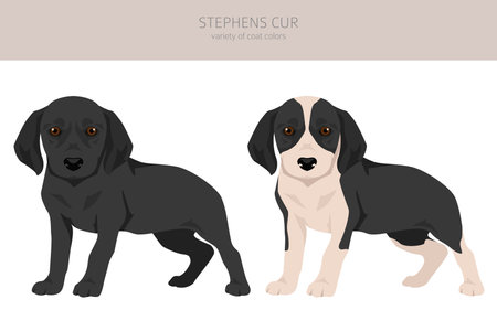 Stephens Cur puppies clipart. All coat colors set. All dog breeds characteristics infographic. Vector illustrationのイラスト素材