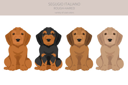 Segugio Italiano rough haired puppies clipart. Different poses, coat colors set. Vector illustrationのイラスト素材