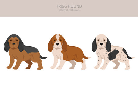 Trigg Hound puppy clipart. All coat colors set. All dog breeds characteristics infographic. Vector illustrationのイラスト素材