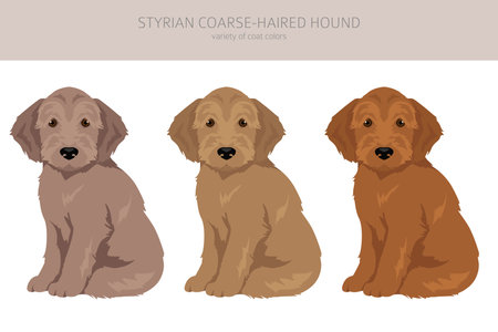 Styrian corse-haired hound puppies clipart. All coat colors set. All dog breeds characteristics infographic. Vector illustrationのイラスト素材
