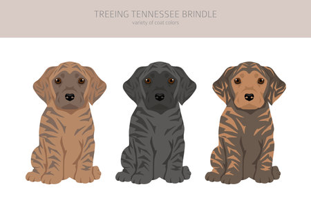 Treeing Tennessee Brindle puppies clipart. Different poses, coat colors set. Vector illustrationのイラスト素材