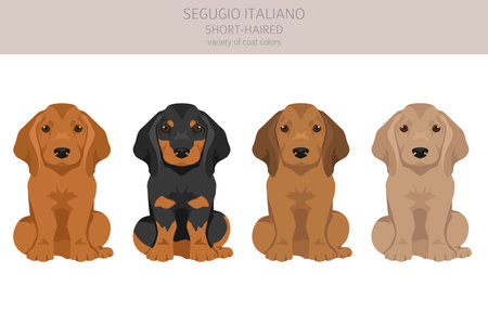 Segugio Italiano short haired puppies clipart. Different poses, coat colors set. Vector illustrationのイラスト素材