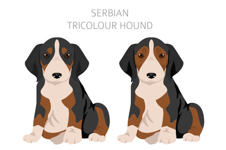 Serbian Tricolor Hound puppies clipart. All coat colors set. All dog breeds characteristics infographic. Vector illustrationのイラスト素材