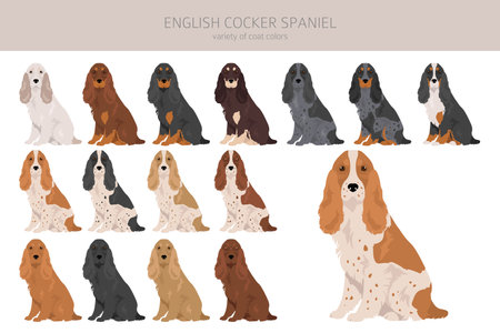 English cocker spaniel clipart. Different poses, coat colors set. Vector illustrationのイラスト素材