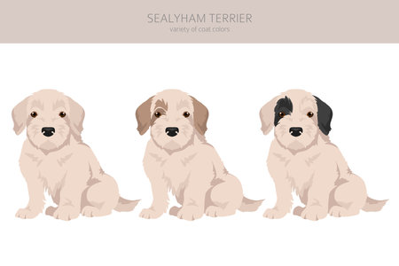 Sealyham terrier puppies clipart. Different poses, coat colors set. Vector illustrationのイラスト素材
