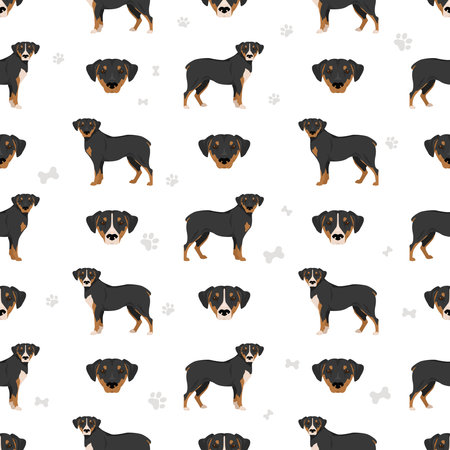 Smaland Hound seamless pattern. All coat colors set. All dog breeds characteristics infographic. Vector illustrationのイラスト素材