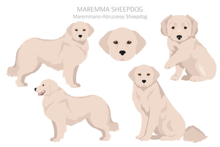 Maremma sheepdog clipart. Different poses, coat colors set. Vector illustrationのイラスト素材