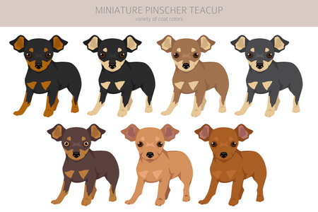Miniature pinscher teacup puppy clipart. Different poses, coat colors set. Vector illustrationのイラスト素材