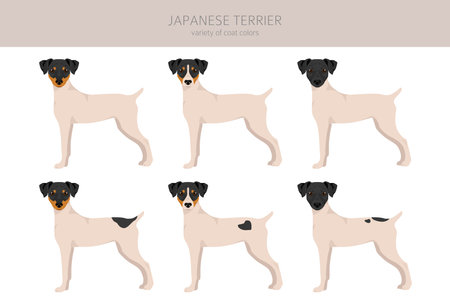 Japanese terrier clipart. Different poses, coat colors set. Vector illustrationのイラスト素材