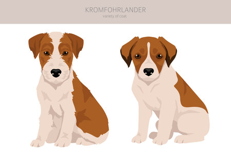 Kromfohrlander puppy clipart. Different poses, coat colors set. Vector illustrationのイラスト素材