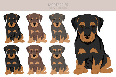 Jagdterrier puppy clipart. Different poses, coat colors set. Vector illustrationのイラスト素材