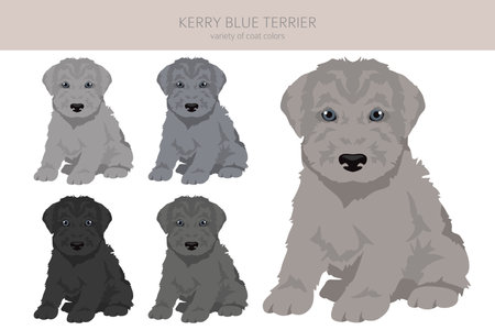 Kerry Blue Terrier puppy clipart. Different poses, coat colors set. Vector illustrationのイラスト素材