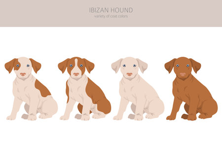 Ibizan hound puppy clipart. Different poses, coat colors set. Vector illustrationのイラスト素材