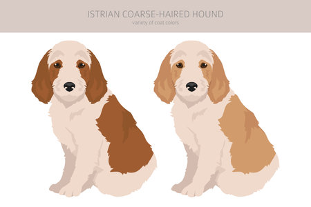 Istrian Coarse-haired hound puppy clipart. Different poses, coat colors set. Vector illustrationのイラスト素材