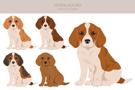 Hygen hound puppy clipart. Different poses, coat colors set. Vector illustrationのイラスト素材
