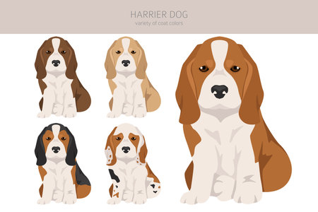 Harrier dog puppy clipart. Different poses, coat colors set. Vector illustrationのイラスト素材