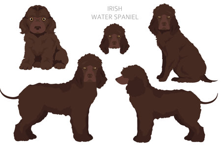 Irish water spaniel clipart. Different poses, coat colors set. Vector illustrationのイラスト素材
